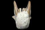 Fossil Hyaenodon Skull - South Dakota #131362-9